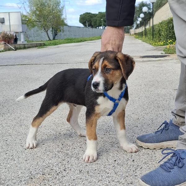 RIO cucciolo tricolore in adozione Foto 3